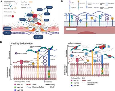Deciphering the triad of endothelial glycocalyx, von Willebrand Factor, and P-selectin in inflammation-induced coagulation
